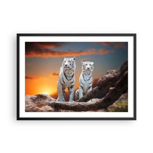 Plakat w czarnej ramie - Białe tygrysy w zachodzącym słońcu na tle natury - 70x50cm - Zupełnie jak w Narni - Nowoczesna dekoracja ścienna do salonu i sypialni ARTTOR