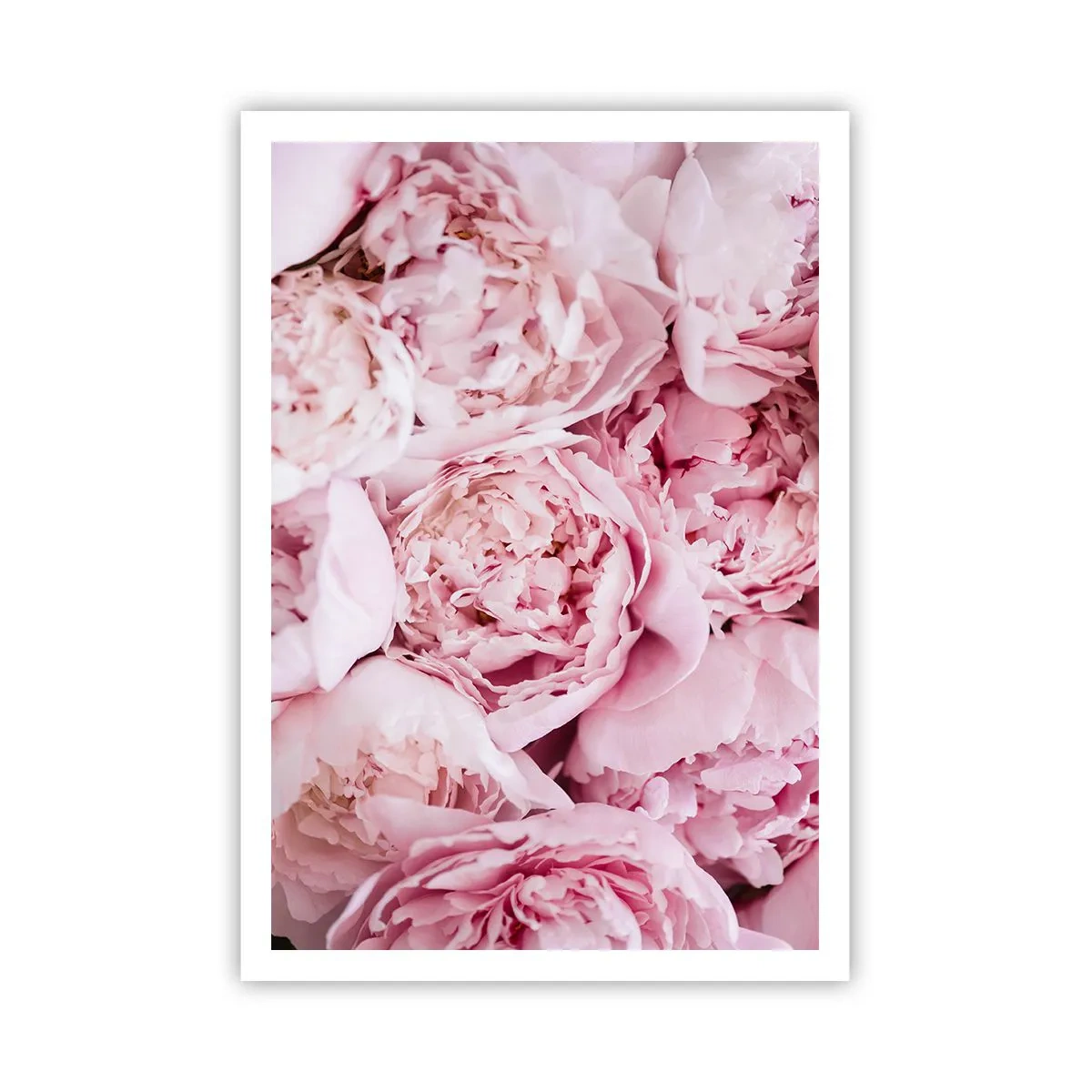 Plakat - Przytulone i pachnące - 70x100 cm