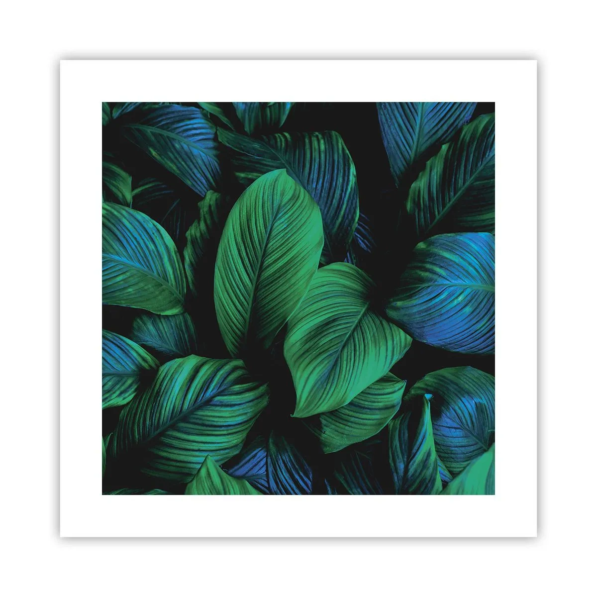 Plakat - W zielonym tłumie - 40x40 cm