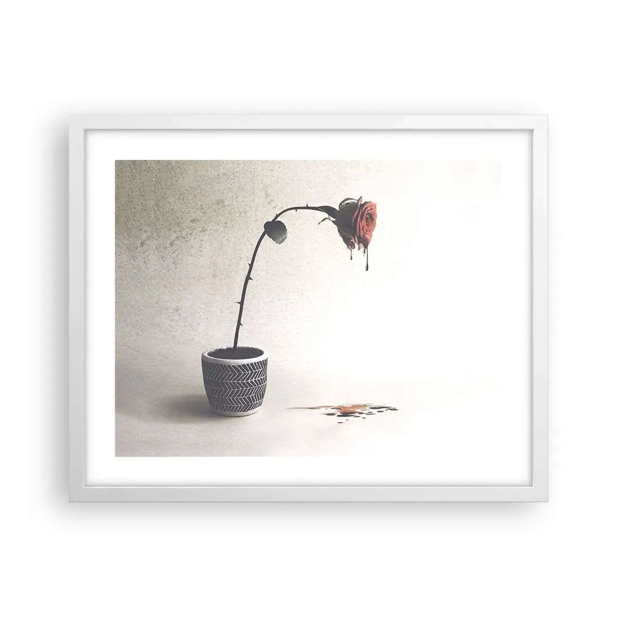 Plakat w białej ramie - Rosa dolorosa - 50x40 cm