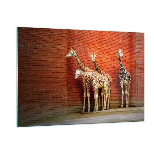 Obraz na szkle - Żyrafy na tle ceglanej ściany - 120x80cm - Widzicie jakąś akację? - Nowoczesna dekoracja ścienna do salonu, kuchni i sypialni ARTTOR