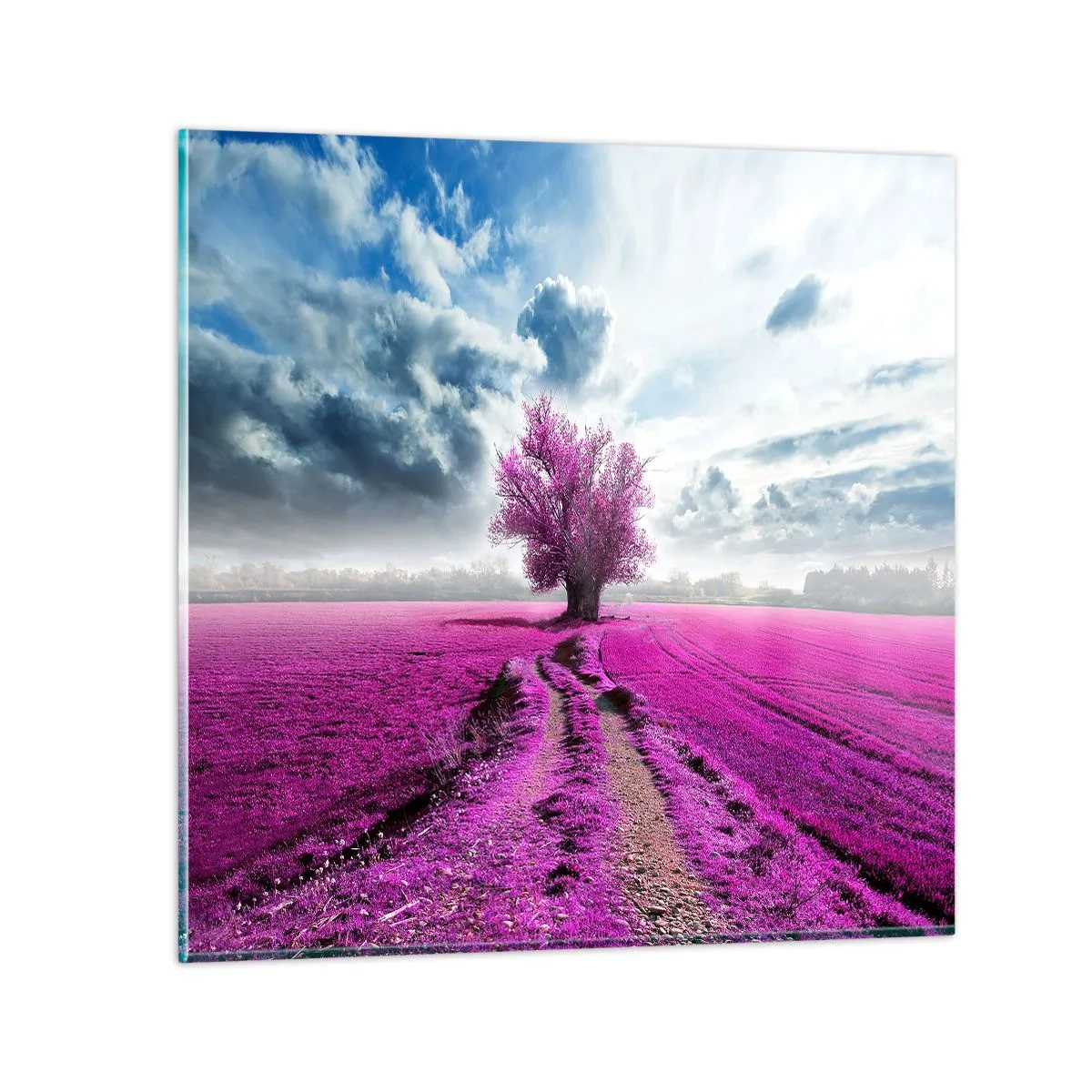 Obraz na szkle - Wrzosowisko - uroczysko - 60x60 cm