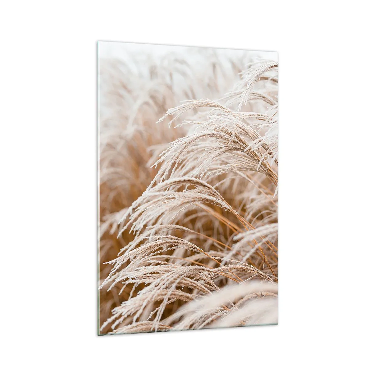 Obraz na szkle - Suszone trawy pokryte delikatnym szronem w jesiennym świetle - 70x100cm - Pokłon jesiennemu słońcu - Nowoczesna dekoracja ścienna do salonu i sypialni ARTTOR