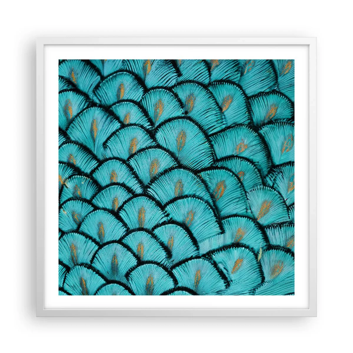 Plakat w białej ramie - Wielka gala piór - 60x60 cm