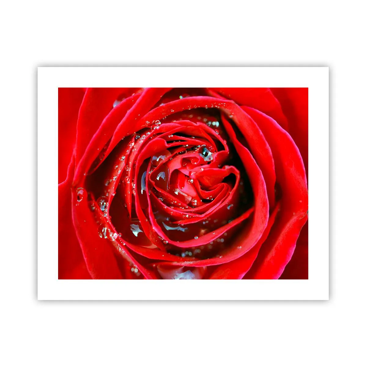 Plakat - W kroplach rosy - 50x40 cm