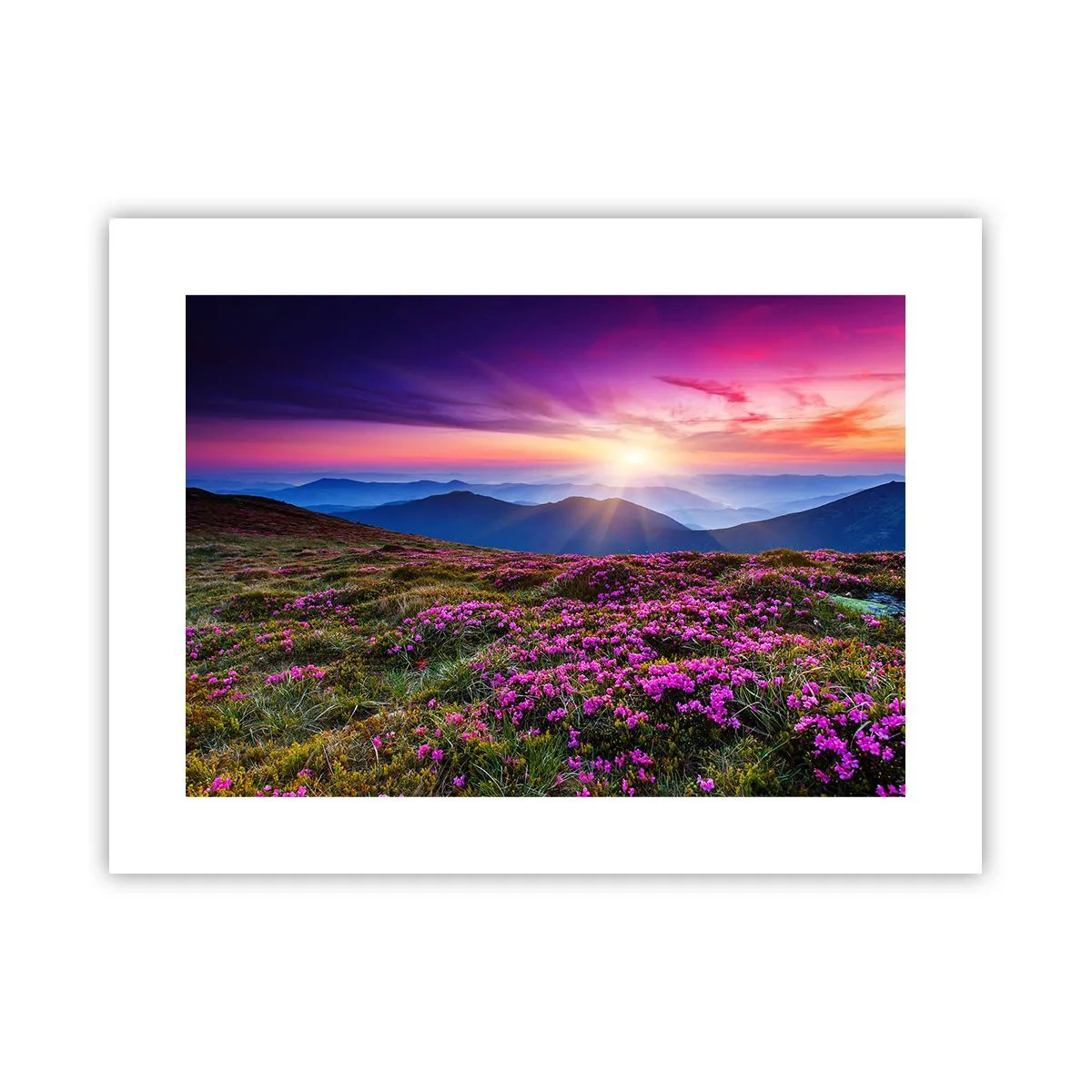 Plakat - Ziół zapachniały świeże pęki od niw - 40x30 cm