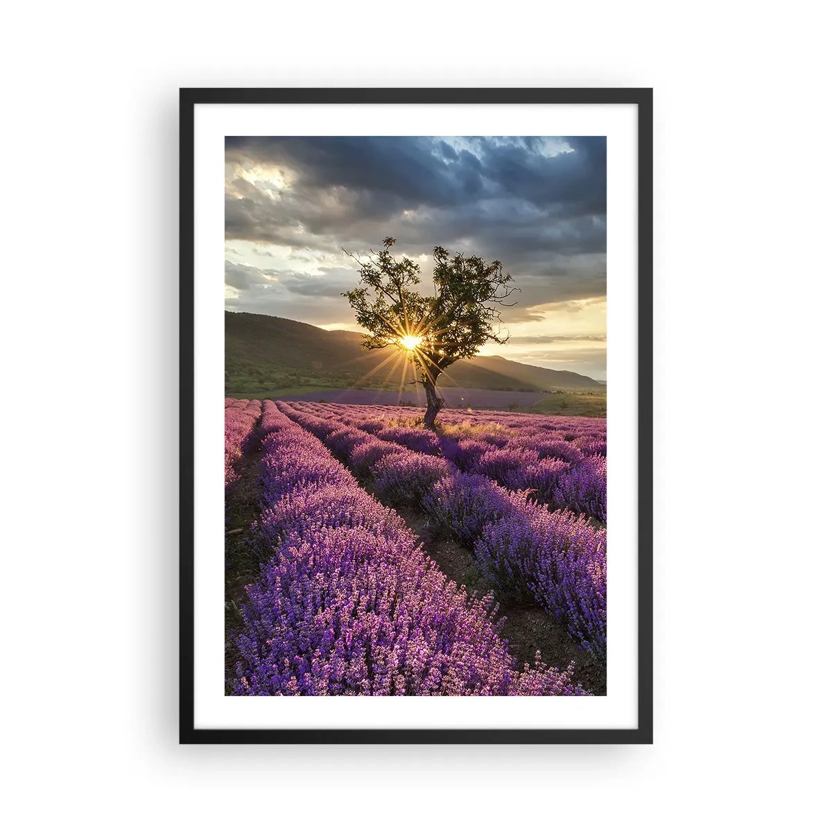 Plakat w czarnej ramie - Pole lawendy z samotnym drzewem i zachodem słońca - 50x70cm - Aromat w kolorze lila - Nowoczesna dekoracja ścienna do salonu i sypialni ARTTOR