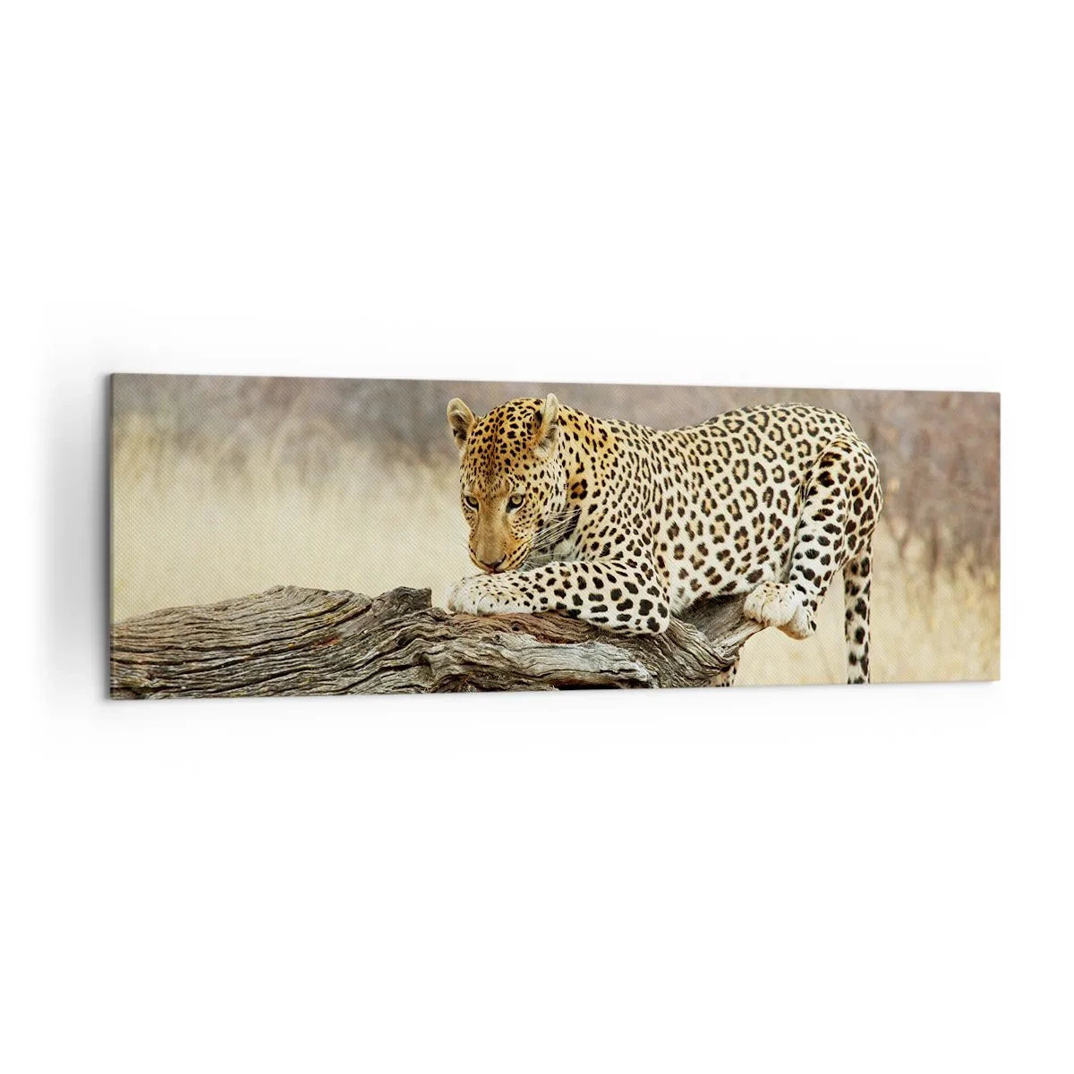 Obraz na płótnie - Leopard odpoczywający na pniu wśród sawanny - 160x50cm - Chadzam własnymi drogami - Nowoczesna dekoracja ścienna do salonu i sypialni ARTTOR
