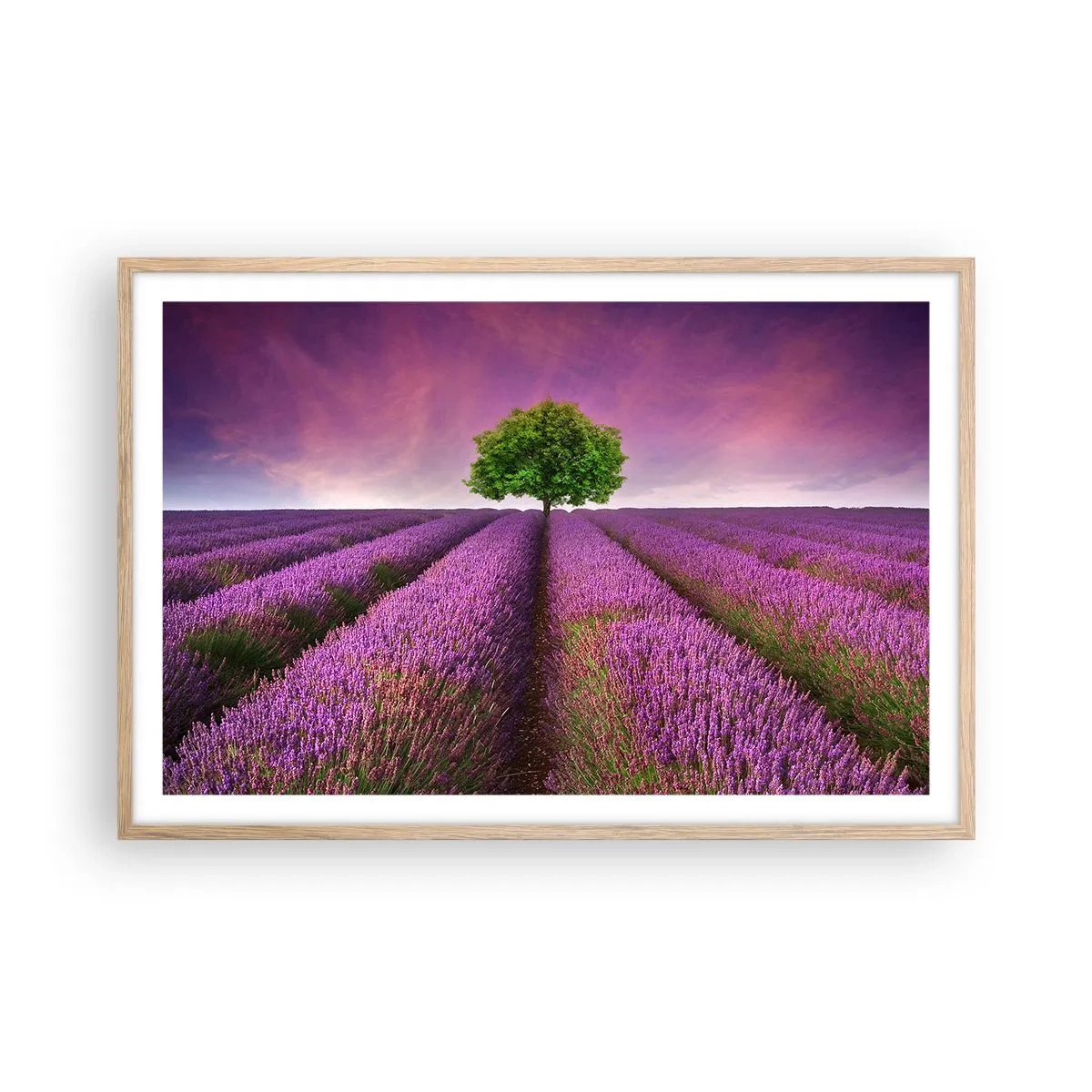 Plakat w ramie jasny dąb - Na lawendowych polach - 91x61 cm