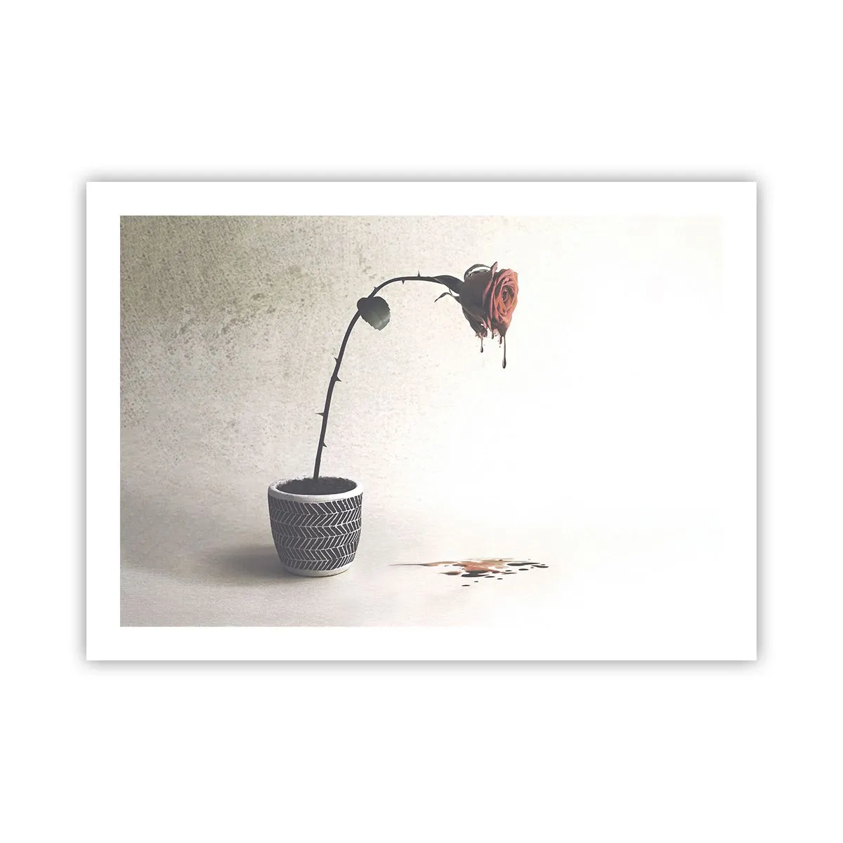 Plakat - Rosa dolorosa - 70x50 cm