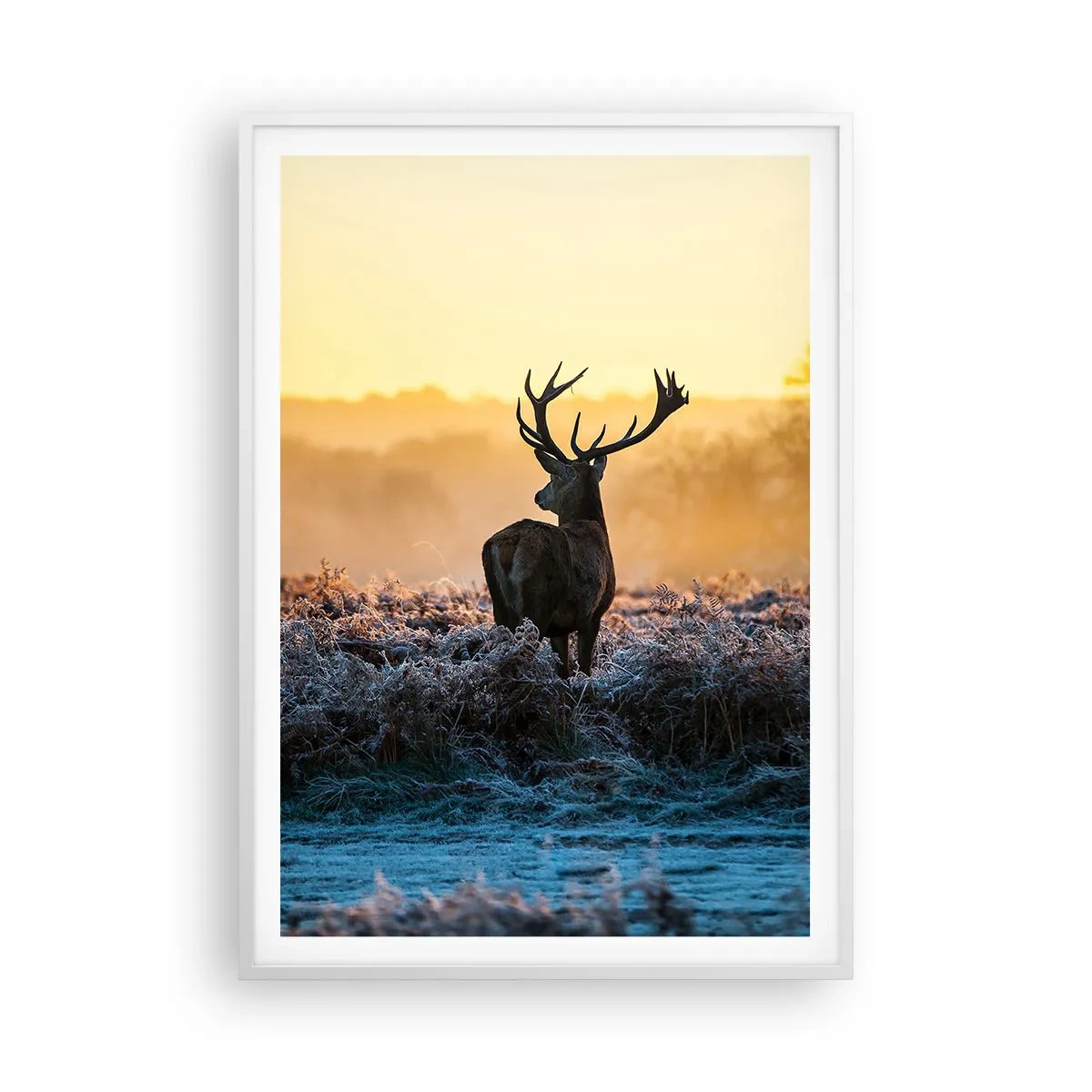 Plakat w białej ramie - Koronowany na swoich włościach - 70x100 cm