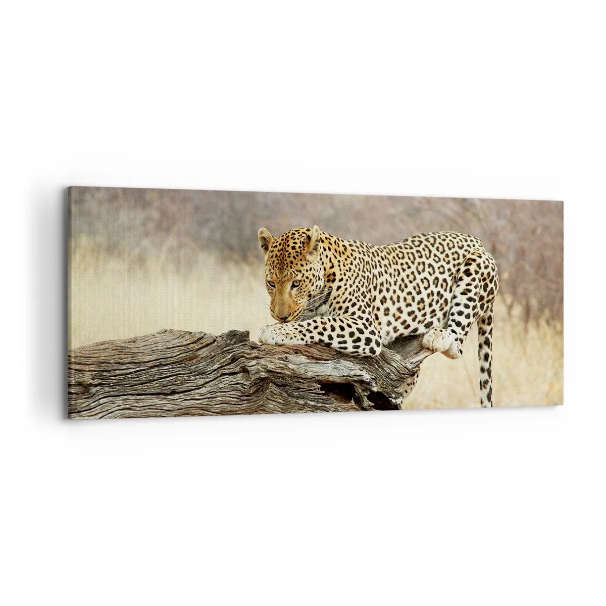 Obraz na płótnie - Leopard odpoczywający na pniu wśród sawanny - 120x50cm - Chadzam własnymi drogami - Nowoczesna dekoracja ścienna do salonu i sypialni ARTTOR