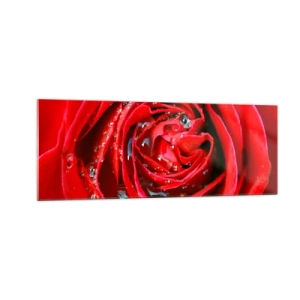 Obraz na szkle - Czerwona róża w zbliżeniu z kroplami wody na płatkach - 140x50cm - W kroplach rosy - Nowoczesna dekoracja ścienna do salonu i sypialni ARTTOR