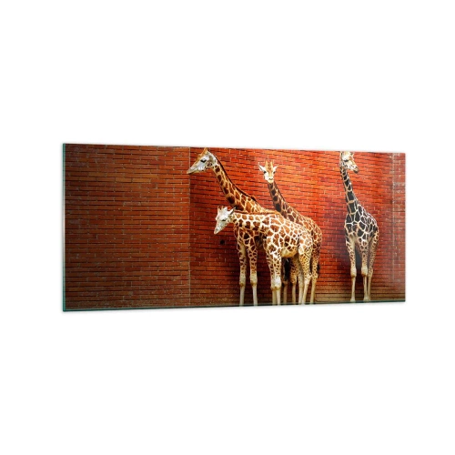 Obraz na szkle - Cztery żyrafy na tle ceglanej ściany w artystycznej scenerii - 120x50cm - Widzicie jakąś akację? - Nowoczesna dekoracja ścienna do salonu i sypialni ARTTOR