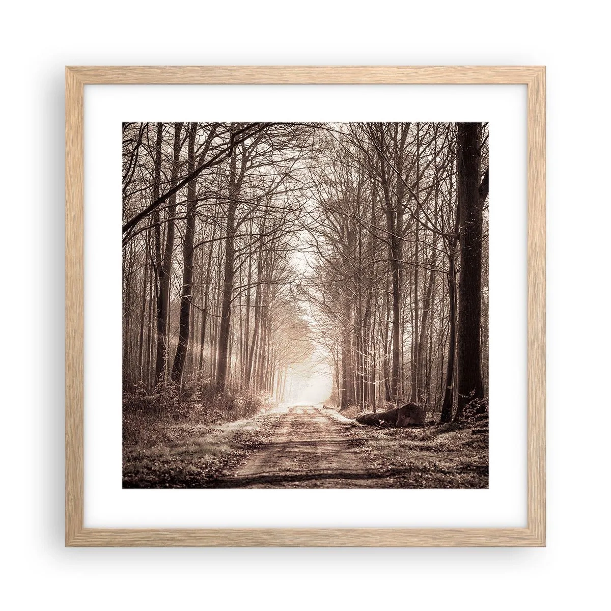 Plakat w ramie jasny dąb - Leśna katedra - 40x40 cm