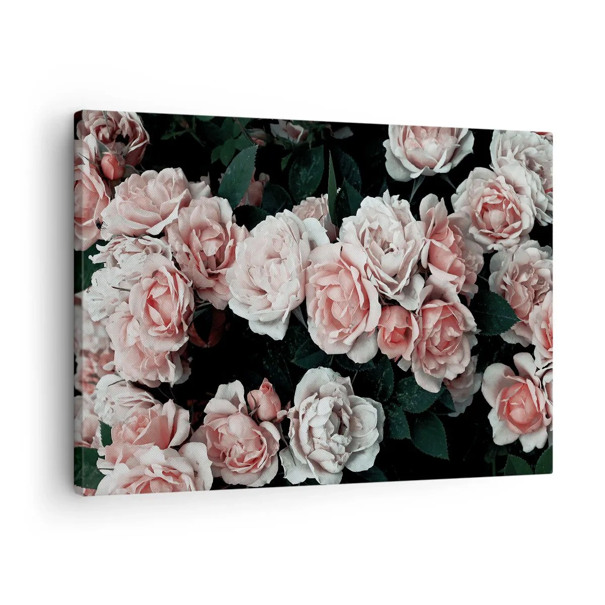 Obraz na płótnie - Różowe róże na ciemnym tle w subtelnej kompozycji - 70x50cm - Różany ansamble - Nowoczesna dekoracja ścienna do salonu i sypialni ARTTOR