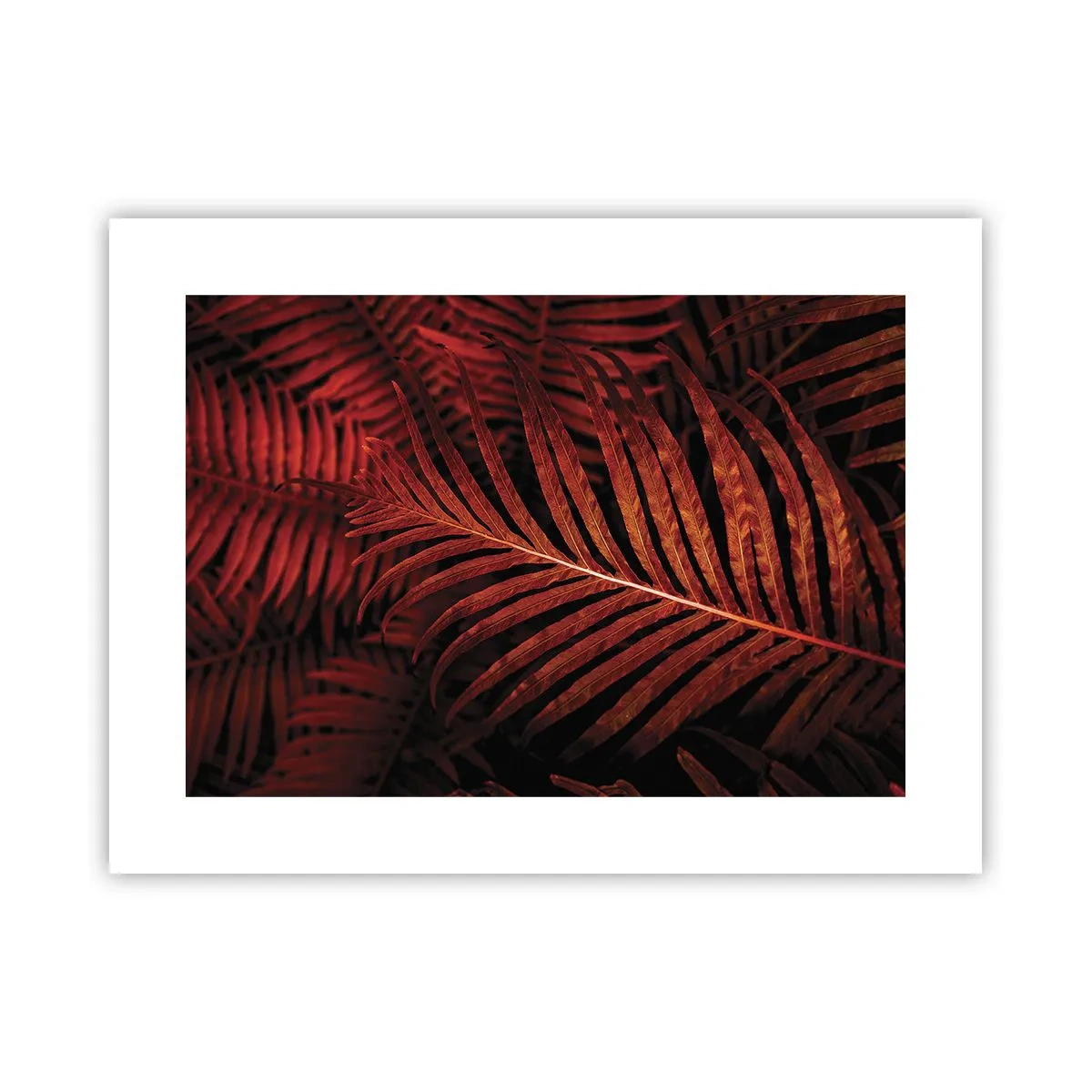 Plakat - Żar życia - 40x30 cm