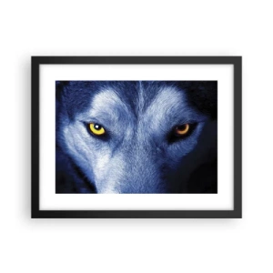 Plakat w czarnej ramie - Hipnotyzujące spojrzenie - 40x30 cm