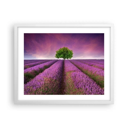 Plakat w białej ramie - Na lawendowych polach - 50x40 cm