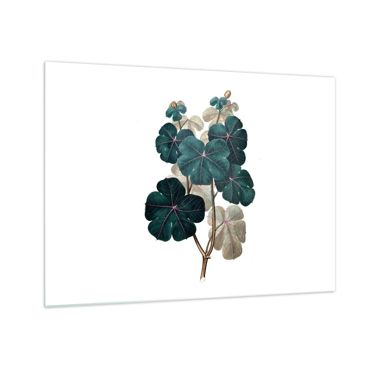 Obraz na szkle - Botaniczna ilustracja zielonych liści na białym tle - 70x50cm - Ze starego zielnika - Nowoczesna dekoracja ścienna do salonu i sypialni ARTTOR