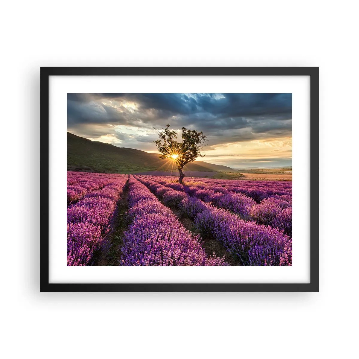 Plakat w czarnej ramie - Aromat w kolorze lila - 50x40 cm