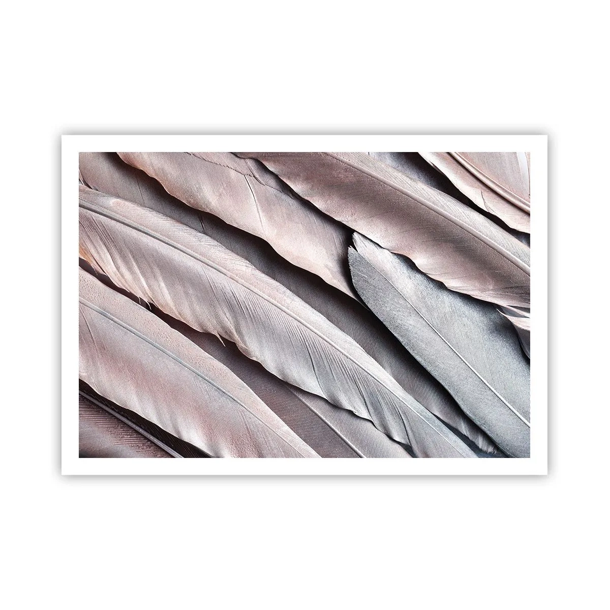 Plakat - Delikatne pióra w subtelnych odcieniach szarości i beżu - 100x70cm - W różowej srebrzystości - Nowoczesna dekoracja ścienna do salonu i sypialni ARTTOR