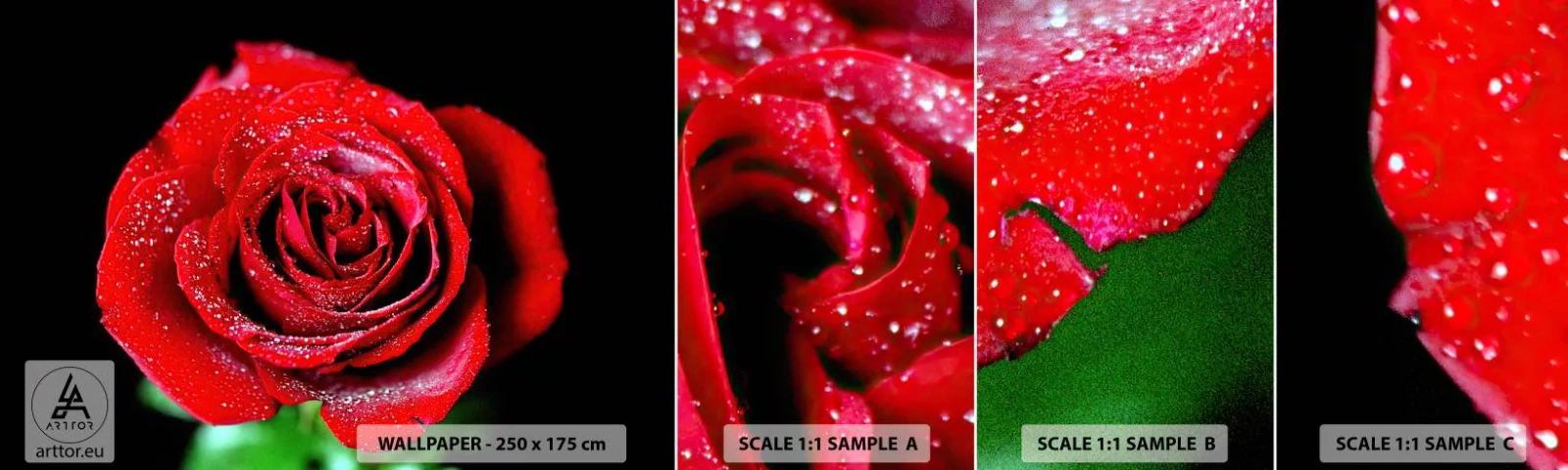 Fototapeta Próbka Standard Eco - To właśnie miłość - Kwiaty, Czerwona Róża, Płatki Róży - 100x30 cm