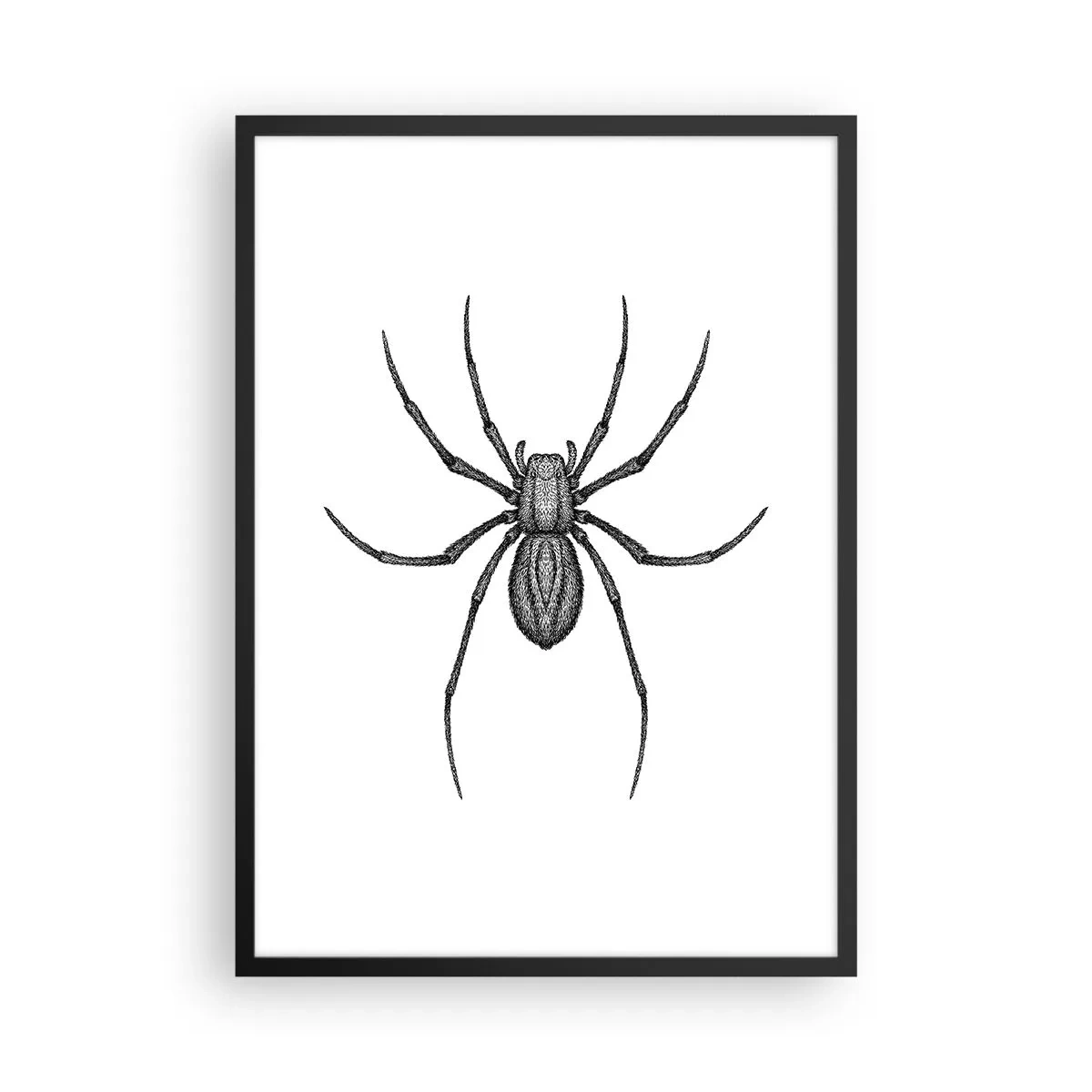 Plakat w czarnej ramie - Szczegółowa ilustracja pająka na białym tle - 50x70cm - Niepokojąca precyzja - Nowoczesna dekoracja ścienna do salonu i sypialni ARTTOR