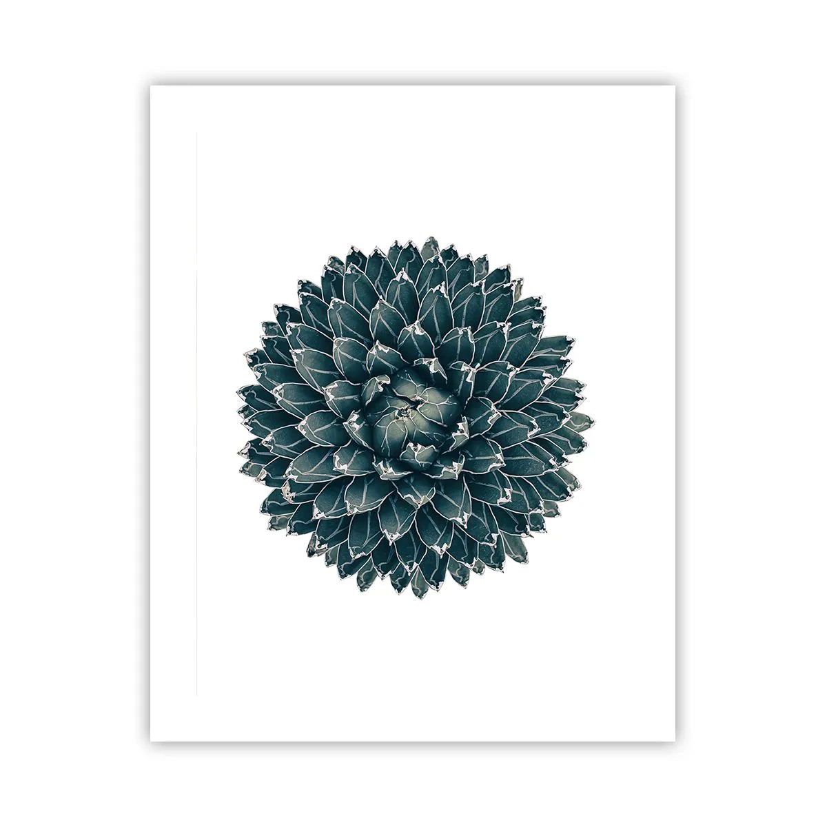 Plakat - Gwiazda pustyni - 40x50 cm