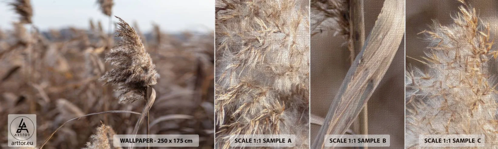 Fototapeta Próbka Premium Canvas - Czas odlecieć z wiatrem - Łąka, Trawa Pampasowa, Natura - 100x30 cm