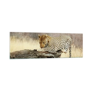 Obraz na szkle - Leopard odpoczywający na pniu wśród sawanny - 160x50cm - Chadzam własnymi drogami - Nowoczesna dekoracja ścienna do salonu i sypialni ARTTOR