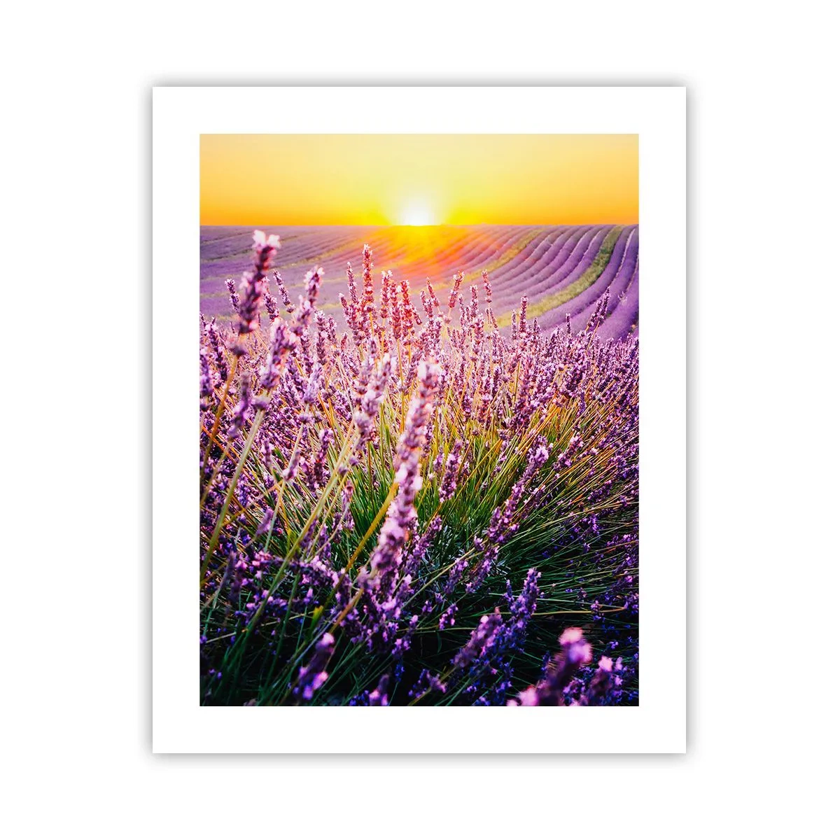 Plakat - Pachnący łan - 40x50 cm