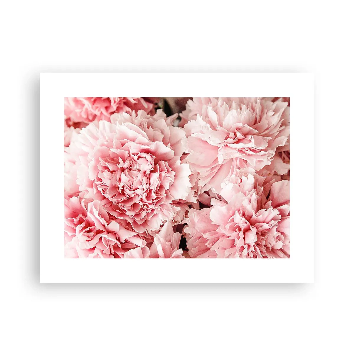 Plakat - Różowe marzenie - 40x30 cm