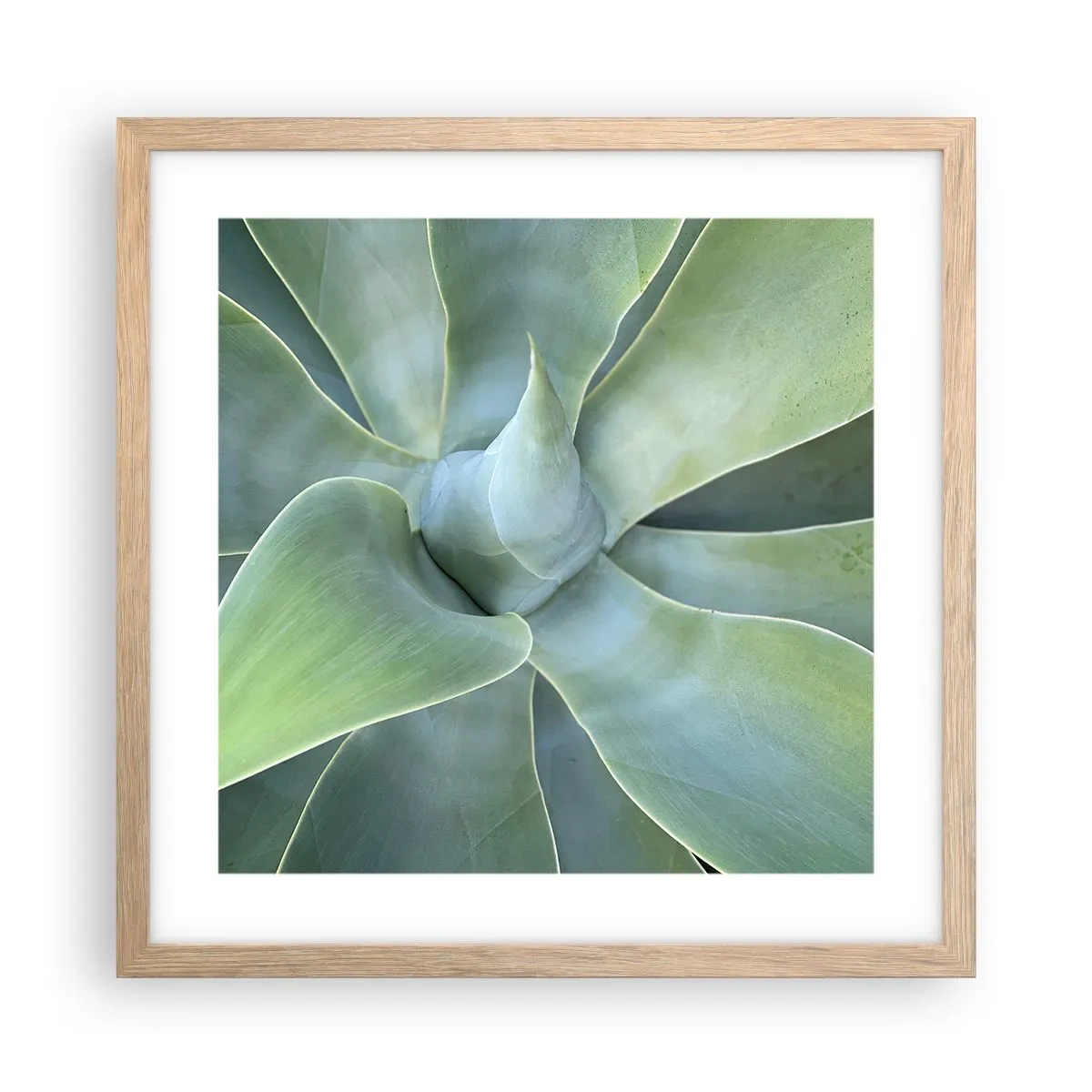 Plakat w ramie jasny dąb - Narodziny zieleni - 40x40 cm