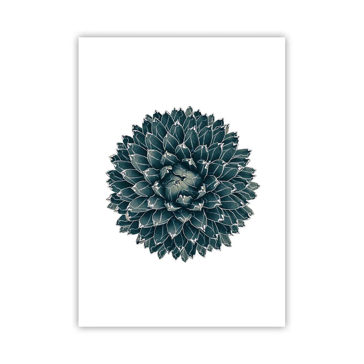 Plakat - Detal sukulenta z symetrycznym układem liści - 50x70cm - Gwiazda pustyni - Nowoczesna dekoracja ścienna do salonu, kuchni i sypialni ARTTOR