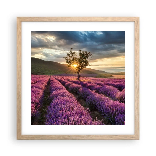 Plakat w ramie jasny dąb - Aromat w kolorze lila - 40x40 cm