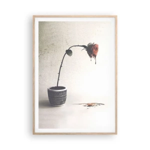 Plakat w ramie jasny dąb - Rosa dolorosa - 70x100 cm