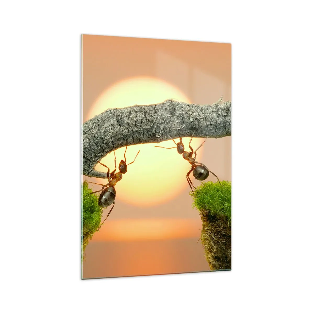 Obraz na szkle - Mrówki budujące most z gałęzi na tle zachodzącego słońca - 70x100cm - Radosna, wspólna praca - Nowoczesna dekoracja ścienna do salonu i sypialni ARTTOR