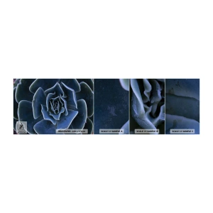Fototapeta Próbka Samoprzylepna Deluxe Sticker - Kwiat pustyni - Kwiat Agawy, Kwiat, Natura - 100x30 cm