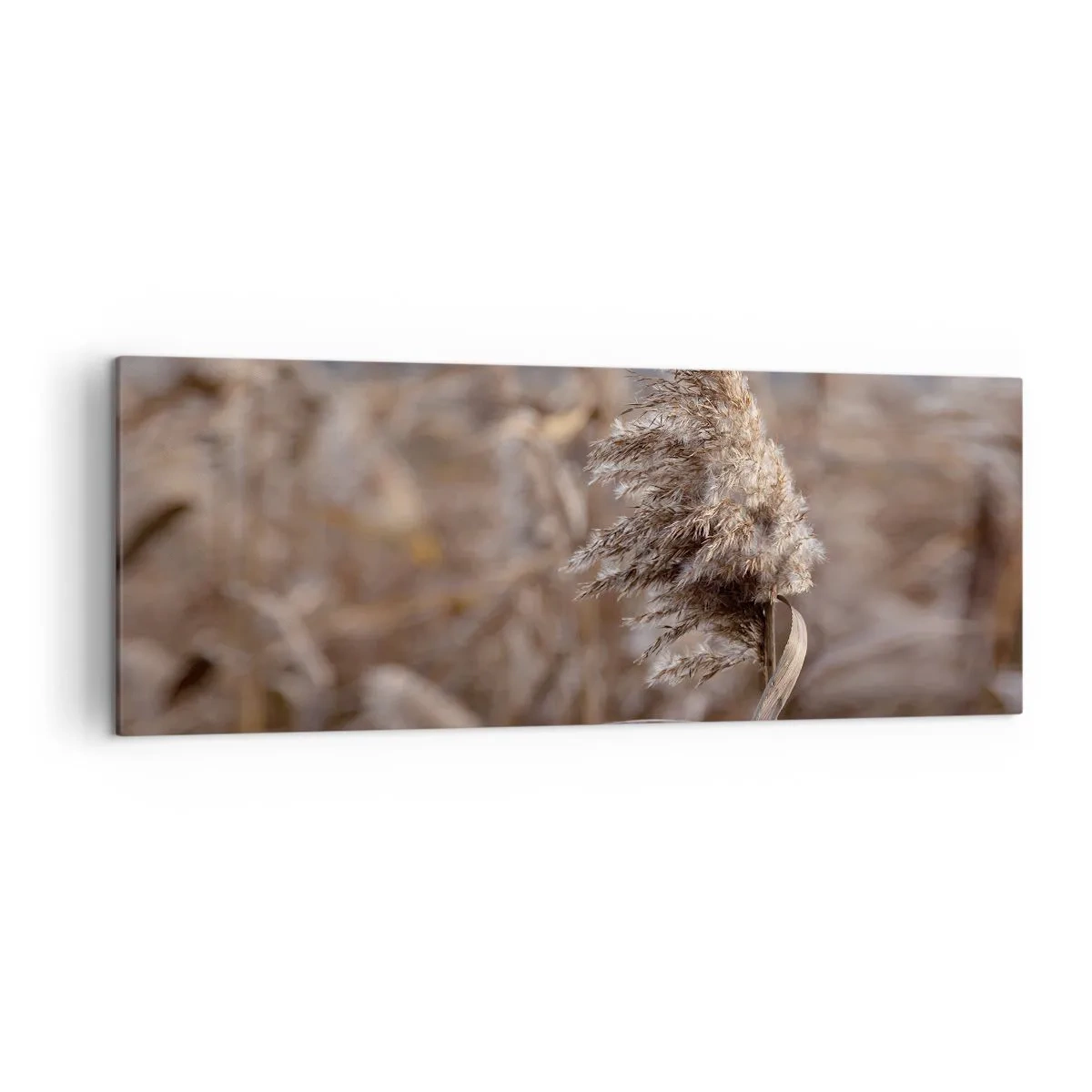 Obraz na płótnie - Delikatne trawy w odcieniach beżu na tle natury - 140x50cm - Czas odlecieć z wiatrem - Nowoczesna dekoracja ścienna do salonu i sypialni ARTTOR