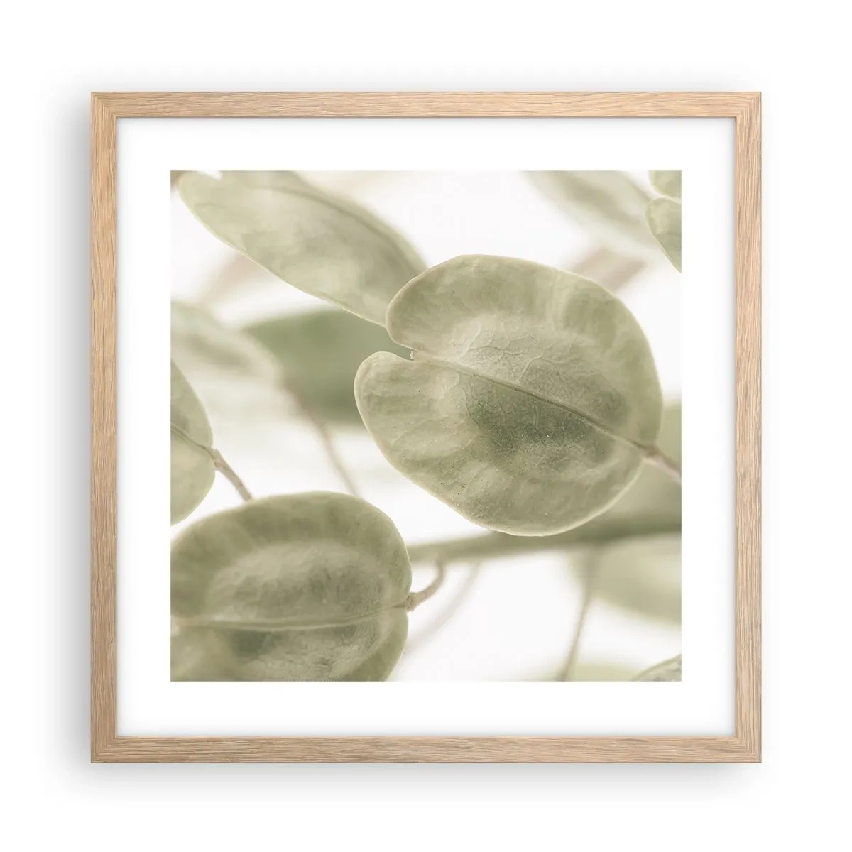 Plakat w ramie jasny dąb - Na początku były listki… - 40x40 cm