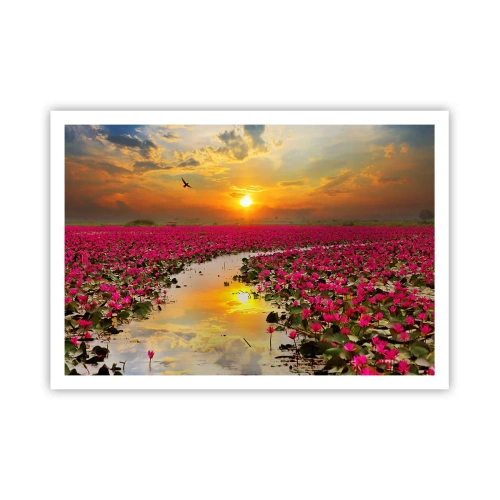 Plakat - Pole różowych lilii wodnych o zachodzie słońca - 100x70cm - Tajemne życie jeziora - Nowoczesna dekoracja ścienna do salonu i sypialni ARTTOR