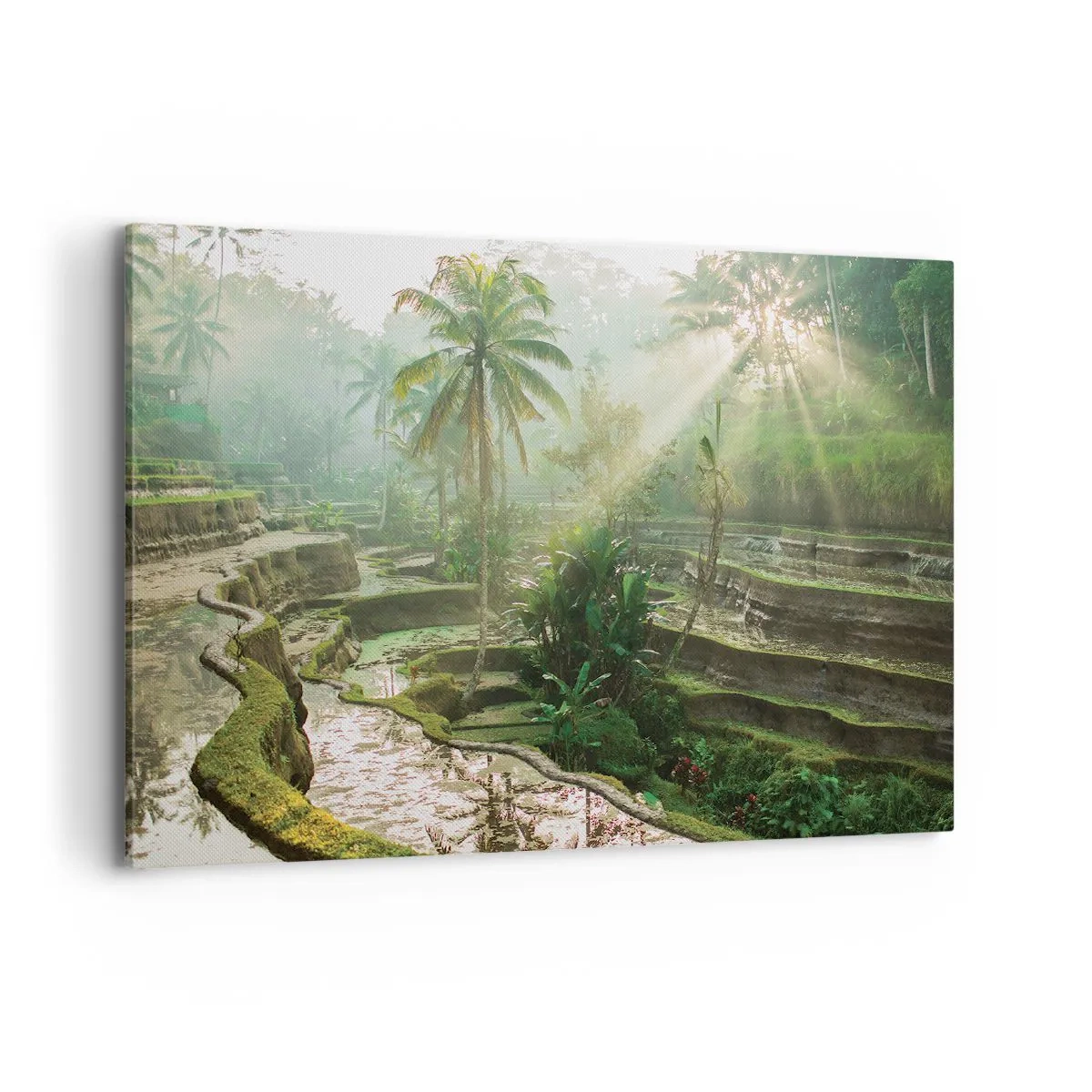 Obraz na płótnie - Tarasy ryżowe z palmami w promieniach słońca - 100x70cm - Dorastać w słońcu - Nowoczesna dekoracja ścienna do salonu, kuchni i sypialni ARTTOR