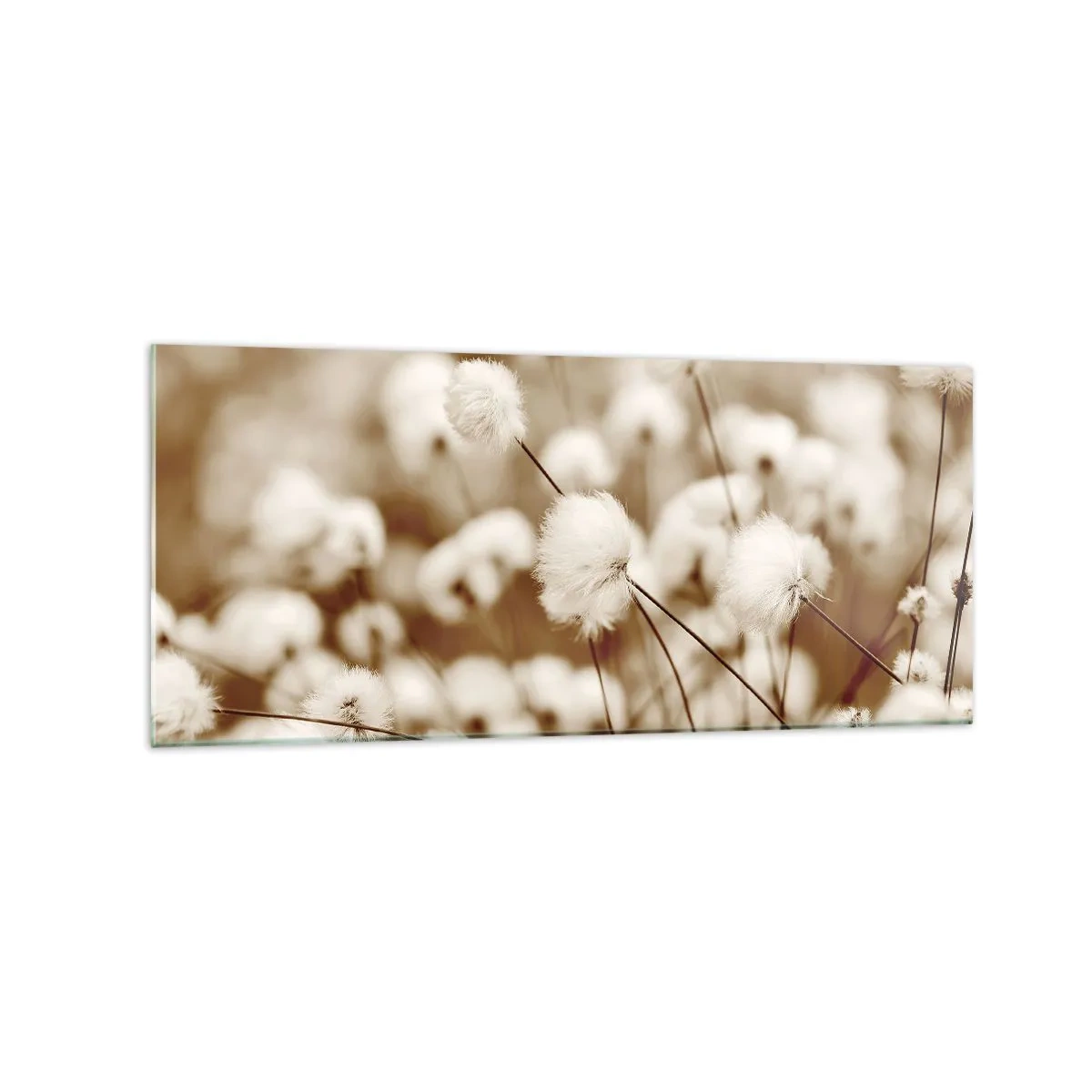 Obraz na szkle - Pole delikatnych roślin w odcieniach sepia - 120x50cm - Puszysty łan - Nowoczesna dekoracja ścienna do salonu i sypialni ARTTOR
