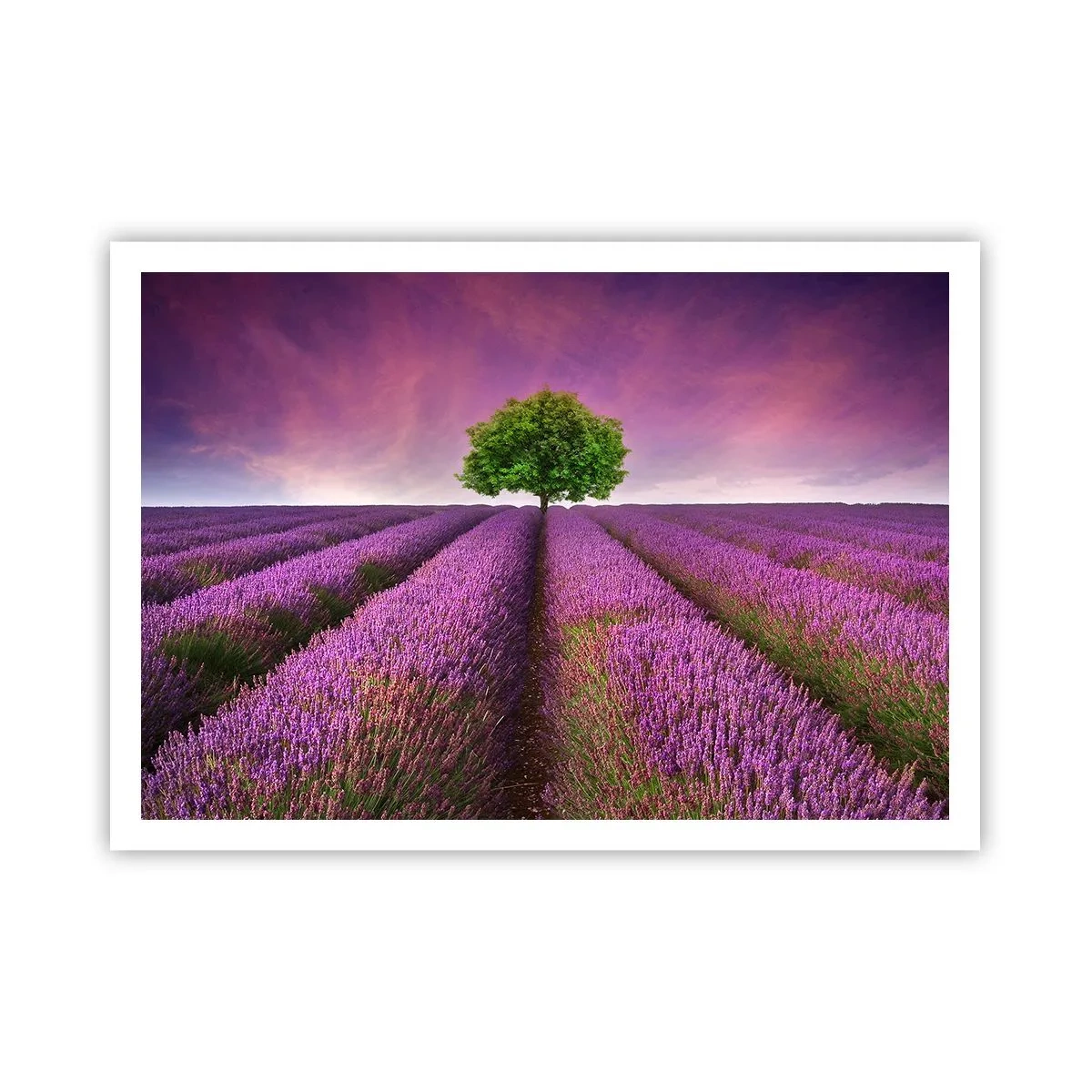 Plakat - Pole lawendy z samotnym drzewem i fioletowym niebem - 100x70cm - Na lawendowych polach - Nowoczesna dekoracja ścienna do salonu i sypialni ARTTOR