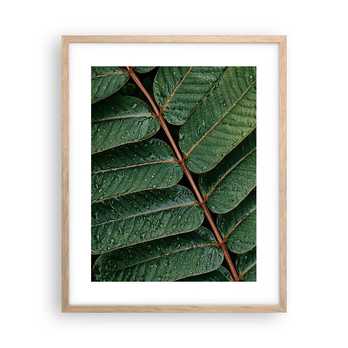 Plakat w ramie jasny dąb - W zielonym rytmie - 40x50 cm