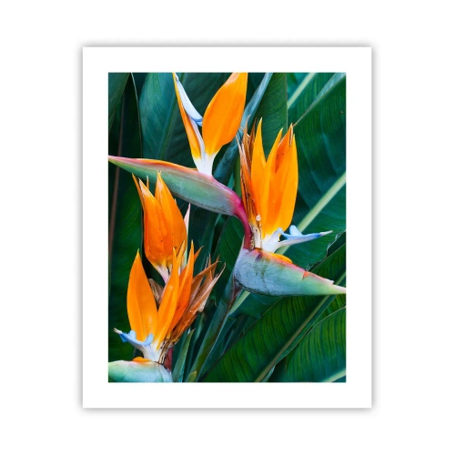Plakat - Czy to kwiat, czy to ptak? - 40x50 cm