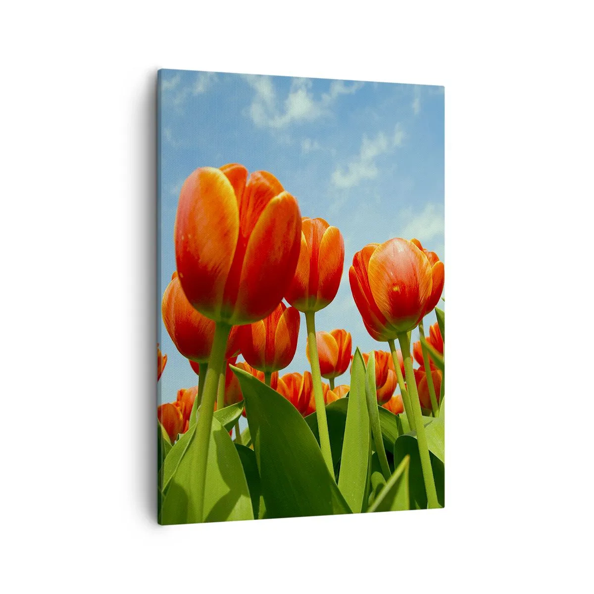 Obraz na płótnie - Pole pomarańczowych tulipanów na tle błękitnego nieba - 50x70cm - Oprócz błękitnego nieba nic im w życiu nie potrzeba - Nowoczesna dekoracja ścienna do salonu, kuchni i sypialni ARTTOR