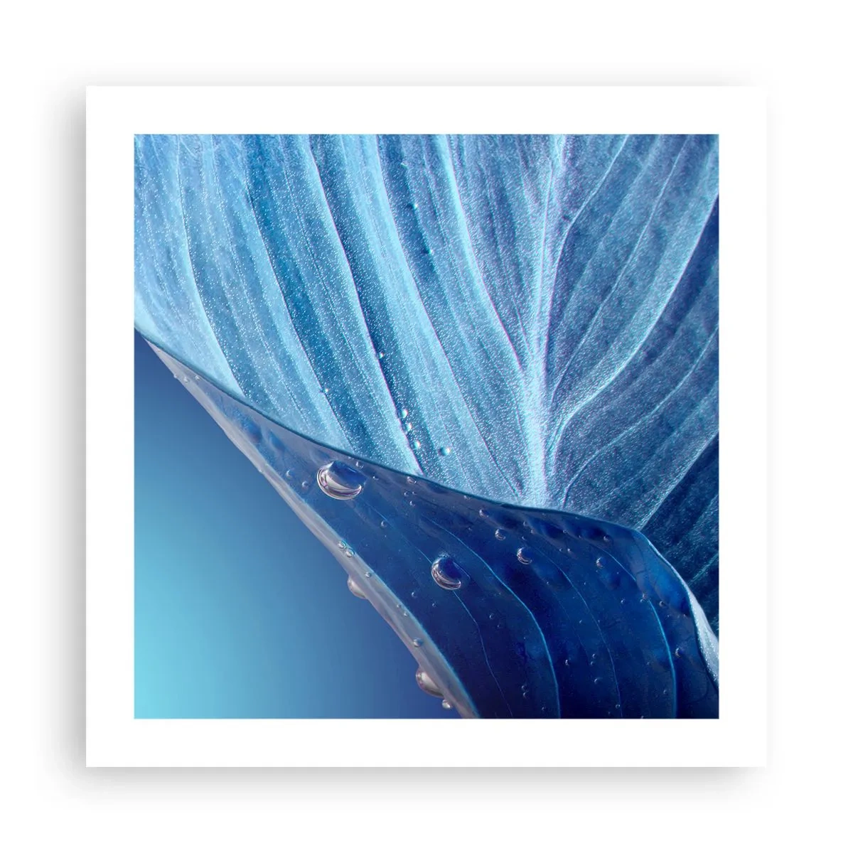 Plakat - Ukryte krople błękitu - 50x50 cm