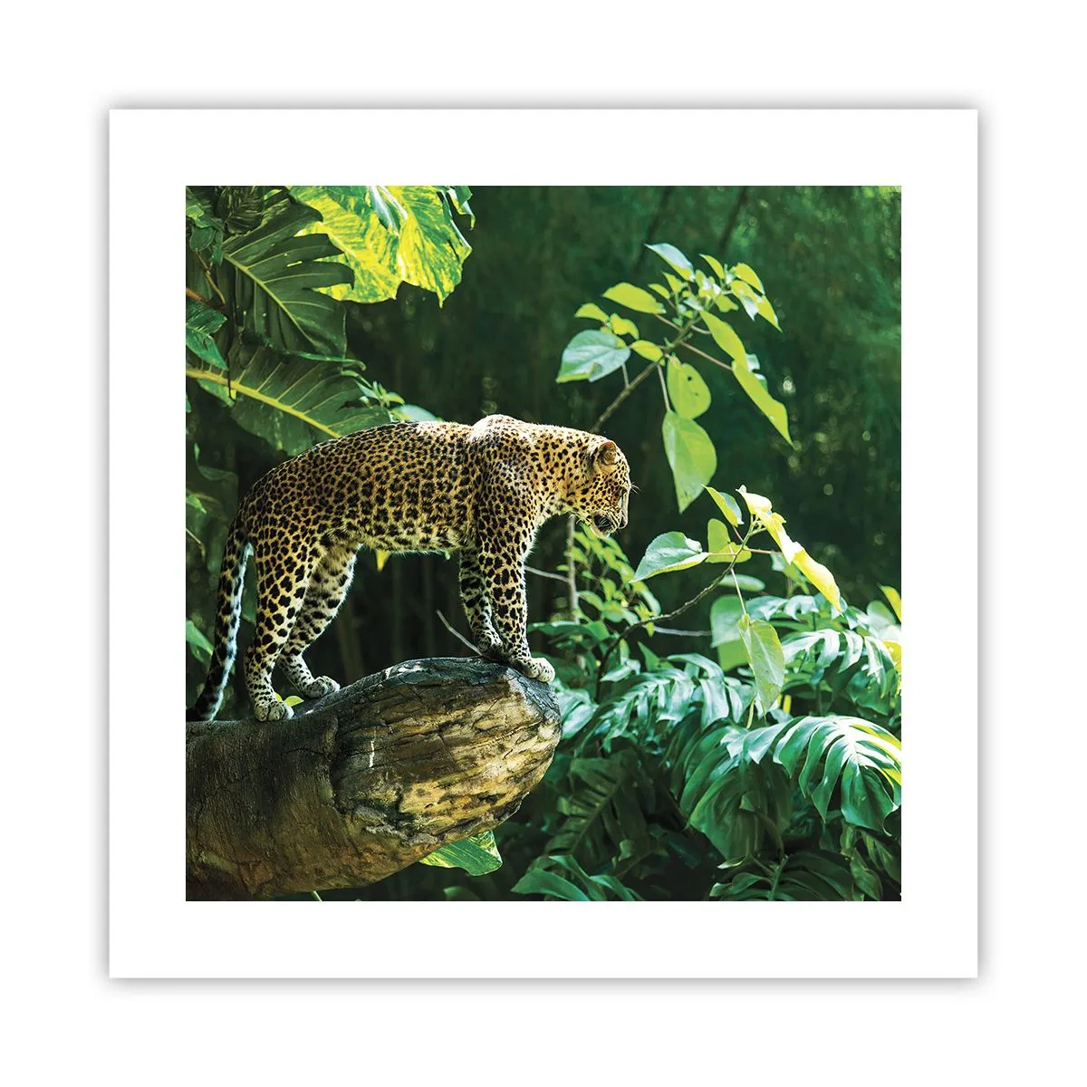 Plakat - Na łowy? - 40x40 cm